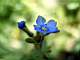 niebieski_kwiat2.jpg